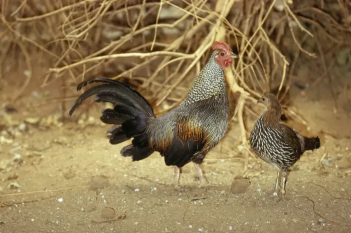 Framed Print : KF-4562. KF-4592. Grey Junglefowl - male and female Framed Print : KF-4562. KF-4592. Grey Junglefowl - male and female