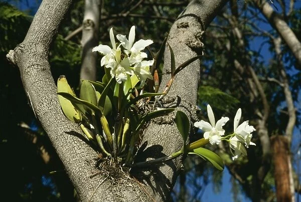 KF-9914. Epiphytic Arboreal Orchid. in fork of tree