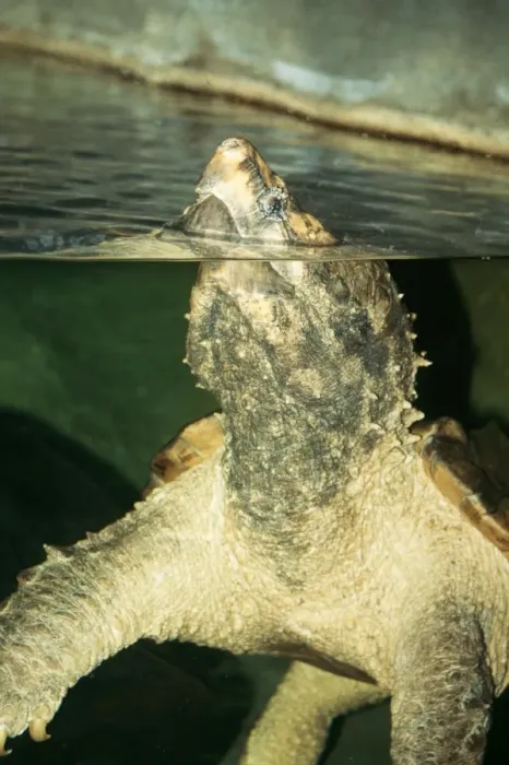 Framed Print : KF0-1082. KFO-1082. Alligator Snapping Turtle Framed Print : KF0-1082. KFO-1082. Alligator Snapping Turtle