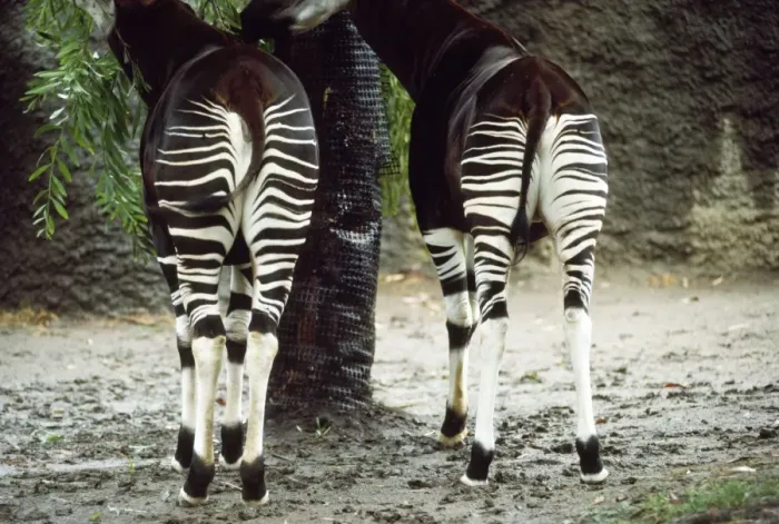 Framed Print : Okapi. KFO-1136. OKAPI-STRIPE PATTERNS. Okapia johnstoni Framed Print : Okapi. KFO-1136. OKAPI-STRIPE PATTERNS. Okapia johnstoni