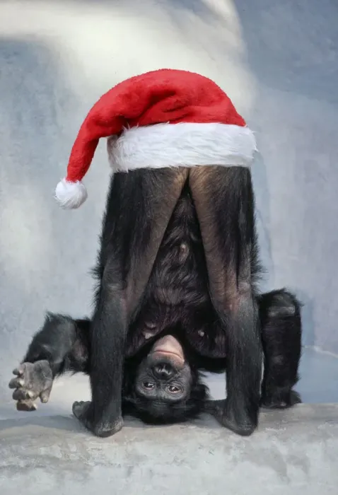 Framed Print : KFO-1193. Pygmy / Bonobo Chimpanzee, mooning keeper for attention with Christmas hat Date Framed Print : KFO-1193. Pygmy / Bonobo Chimpanzee, mooning keeper for attention with Christmas hat Date