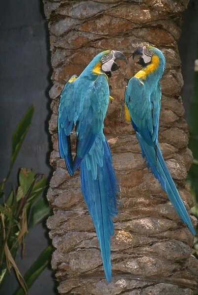 KFO-1429. KFO-1492. Blue & Yellow Macaws