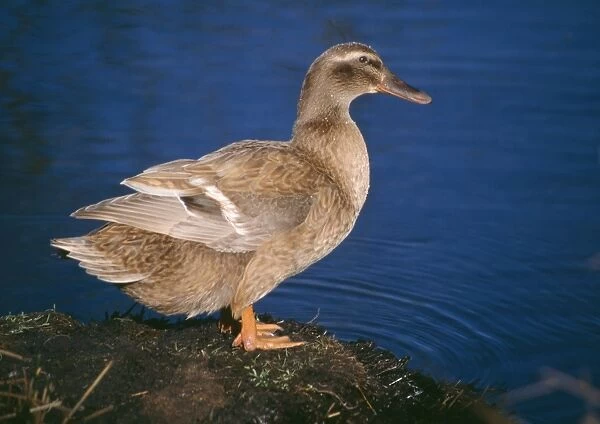 Khaki Campbell Domestic Duck - By waters edge