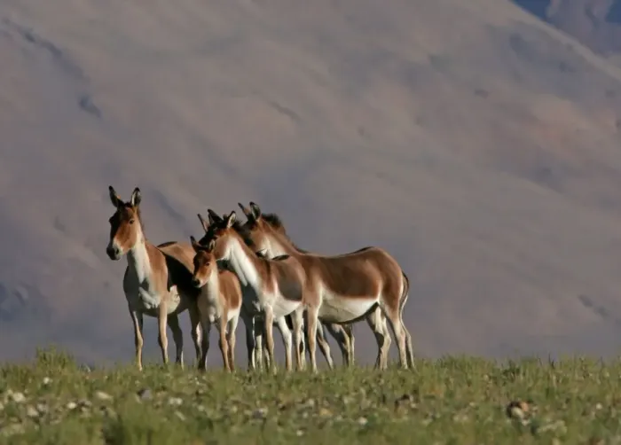 Framed Print : Kiang / Tibetan Wild Ass - female and foals - Changthang - Ladakh - India Framed Print : Kiang / Tibetan Wild Ass - female and foals - Changthang - Ladakh - India
