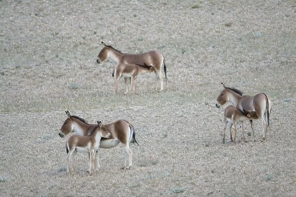 Kiang  /  Tibetan Wild Ass - female and foals feeding - Ladakh - India