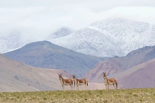 Kiang  /  Tibetan Wild Ass - female and yearling with mountain backdrop - Ladakh - India