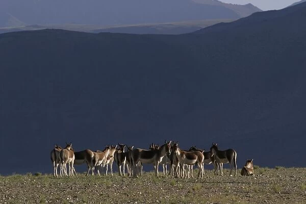 Kiang  /  Tibetan Wild Ass - female and yearling group - Ladakh - India
