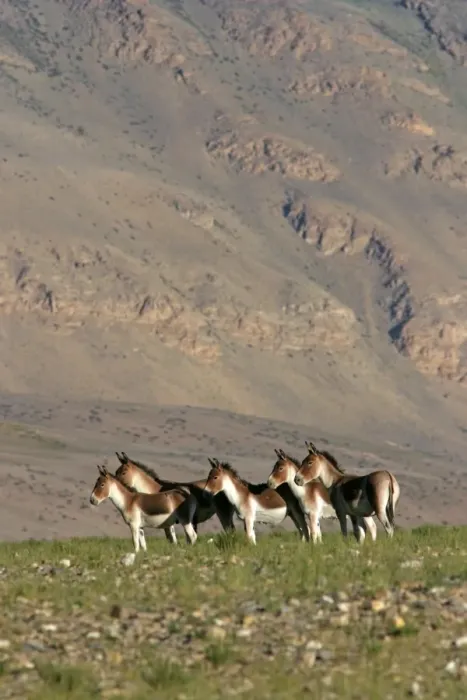 Framed Print : Kiang / Tibetan Wild Ass - female and yearling group - Ladakh - India Framed Print : Kiang / Tibetan Wild Ass - female and yearling group - Ladakh - India