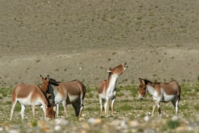 Framed Print : Kiang  /  Tibetan Wild Ass - females with rutting male showing flehman - Ladakh - India