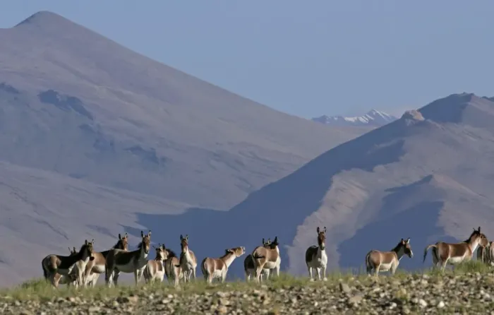 Framed Print : Kiang / Tibetan Wild Ass - group - Ladakh - India Framed Print : Kiang / Tibetan Wild Ass - group - Ladakh - India