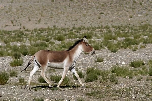 Kiang  /  Tibetan Wild Ass - male in the rutting season - Tso Kar - Changthang - Ladakh - India