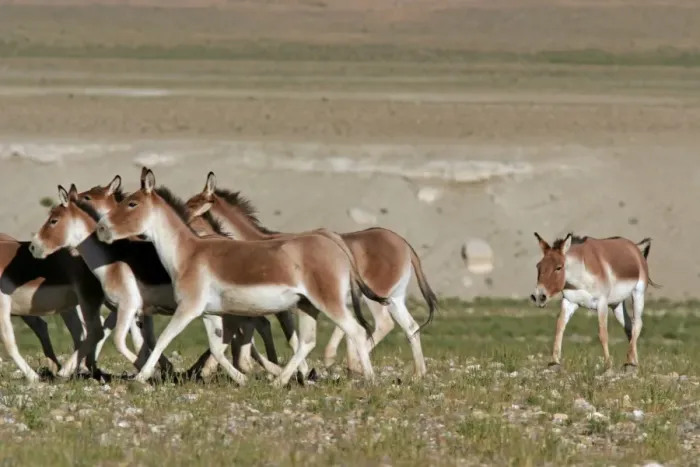 Framed Print : Kiang / Tibetan Wild Ass - rutting male herding a group of females - Ladakh - India Framed Print : Kiang / Tibetan Wild Ass - rutting male herding a group of females - Ladakh - India