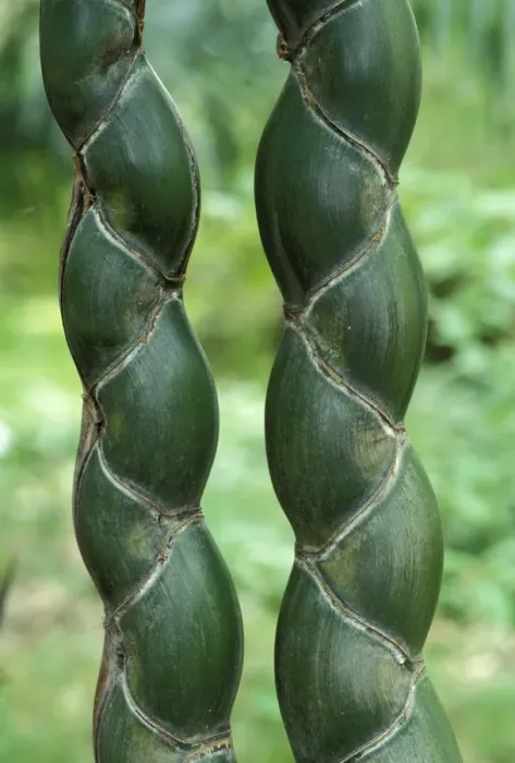 Framed Print : Kikko - rare and apreciated variety of bamboo Framed Print : Kikko - rare and apreciated variety of bamboo
