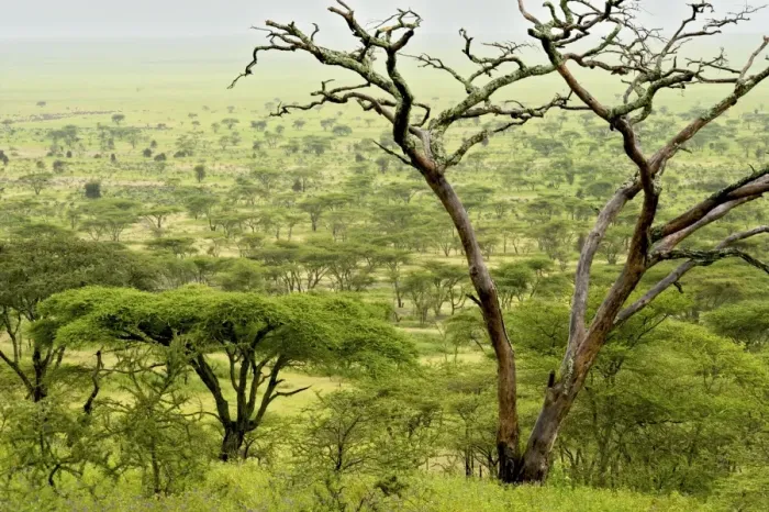 Framed Print : Kilimatiti plains with Acacias - Ngorongoro Conservation area - Tanzania - Africa Framed Print : Kilimatiti plains with Acacias - Ngorongoro Conservation area - Tanzania - Africa
