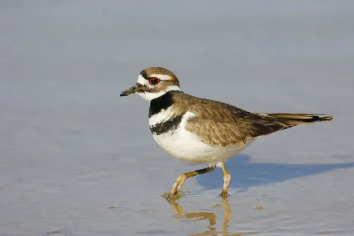 Framed Print : Killdeer. JZ-2273. Killdeer. USA. Charadrius vociferus Framed Print : Killdeer. JZ-2273. Killdeer. USA. Charadrius vociferus