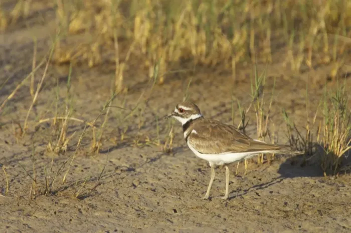 Framed Print : Killdeer on breeding grounds Klamath NWR, California, USA BI003462