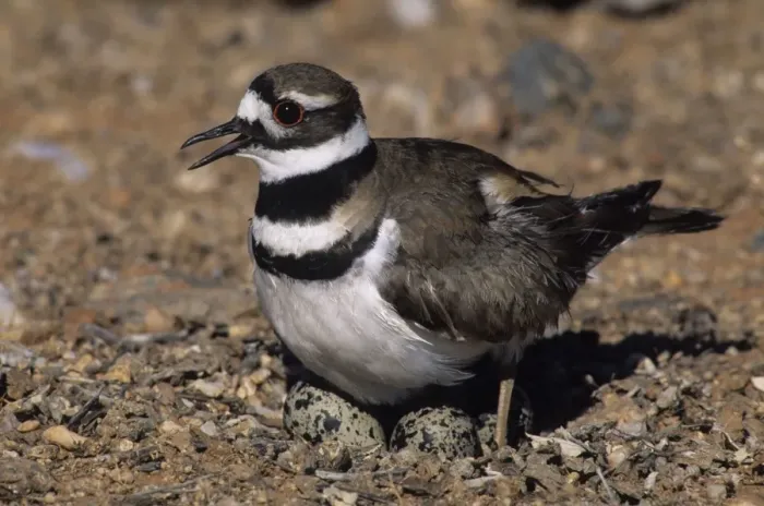 Framed Print : Killdeer - On nest with eggs - Will feign a broken wing or leg to lead intruders away from the nest Framed Print : Killdeer - On nest with eggs - Will feign a broken wing or leg to lead intruders away from the nest