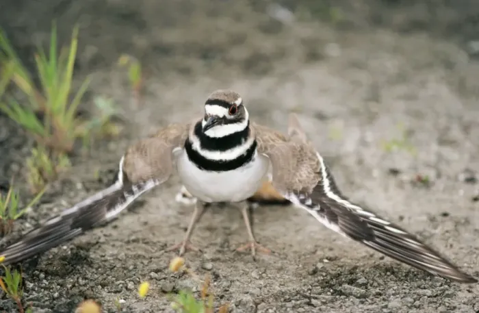Framed Print : Killdeer Plover Feining injury Framed Print : Killdeer Plover Feining injury