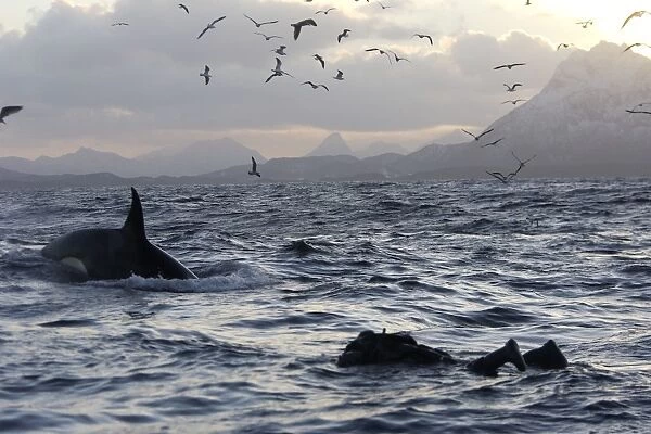 Killer Whale - with diver in foreground and gulls in flight - Tysfjord - Lofoten Isles - Norway