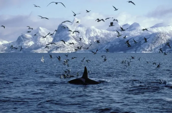 Framed Print : Killer whale - feeding, with gulls hovering around and trying to catch some herrings at the surface. This population of killer whales feed on herring. In the autumn