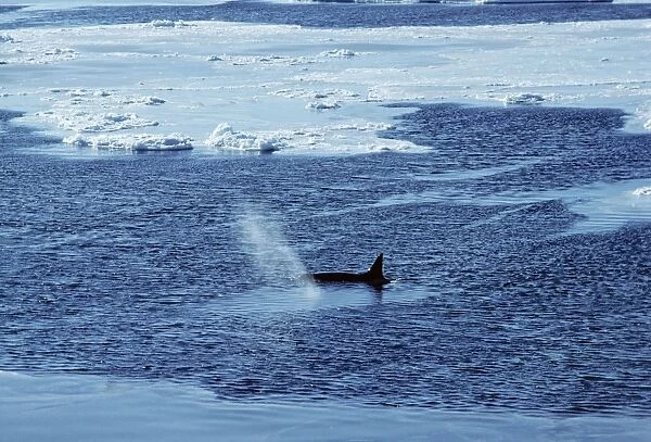 Killer Whale JPF 7674 Antartica Orcinus orca © Jean-Paul Ferrero  /  ARDEA LONDON