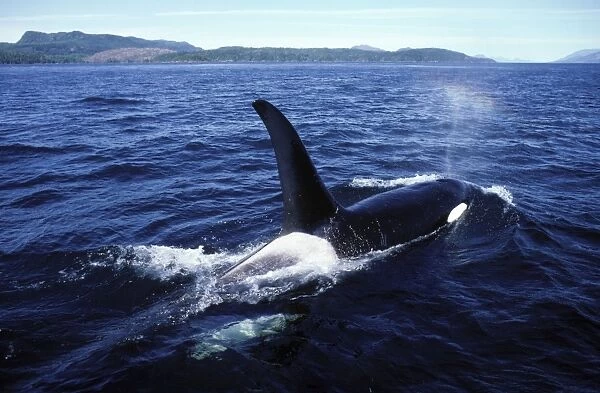 Killer whale - male Johnstone Strait, British Columbia, Canada FG-AA-472