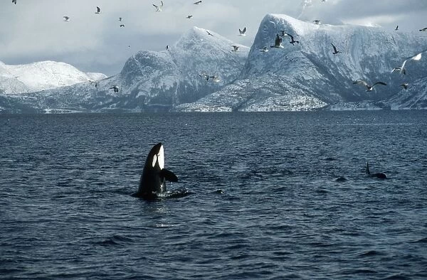 Killer Whale  /  Orca - during Ã''Carousel feedingÃ