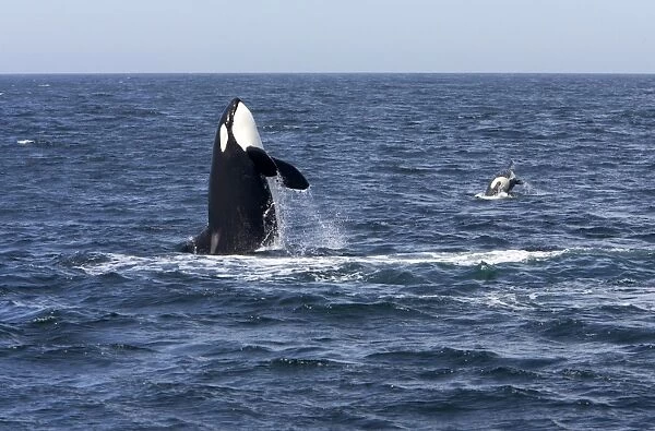 Killer whale  /  Orca - adult, breaching. To the right, a calf is also breaching - transient type. Photographed in Monterey Bay - Pacific Ocean - California - USA