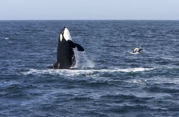Framed Print : Killer whale / Orca - adult, breaching. To the right, a calf is also breaching - transient type. Photographed in Monterey Bay - Pacific Ocean - California - USA Framed Print : Killer whale / Orca - adult, breaching. To the right, a calf is also breaching - transient type. Photographed in Monterey Bay - Pacific Ocean - California - USA
