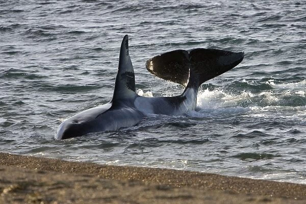 Killer whale  /  Orca - The adult male known as 'MEL', 45 to 50 years old when these images were taken (March 2006), hunting South American Sea lion pups on a beach at Punta Norte, Valdes Peninsula, Province Chubut, Patagonia, Argentina