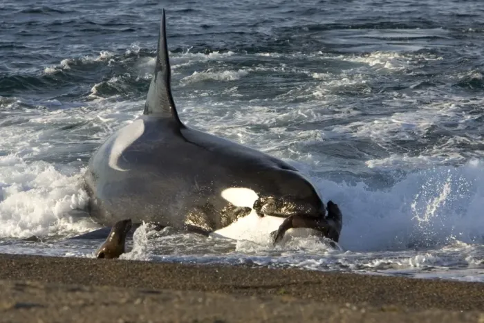 Framed Print : Killer whale / Orca - The adult male known as MEL, 45 to 50 years old when these images were taken (March 2006), hunting South American Sealion pups on a beach at Punta Norte, Valdes Peninsula, Province Chubut, Patagonia, Argentina Framed Print : Killer whale / Orca - The adult male known as MEL, 45 to 50 years old when these images were taken (March 2006), hunting South American Sealion pups on a beach at Punta Norte, Valdes Peninsula, Province Chubut, Patagonia, Argentina