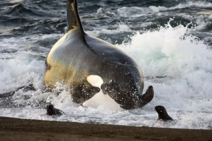 Framed Print : Killer whale / Orca - The adult male known as MEL, 45 to 50 years old when these images were taken (March 2006), hunting South American Sealion pups on a beach at Punta Norte, Valdes Peninsula, Province Chubut, Patagonia, Argentina Framed Print : Killer whale / Orca - The adult male known as MEL, 45 to 50 years old when these images were taken (March 2006), hunting South American Sealion pups on a beach at Punta Norte, Valdes Peninsula, Province Chubut, Patagonia, Argentina