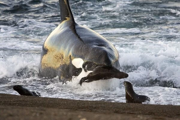 Killer whale  /  Orca - The adult male known as 'MEL', 45 to 50 years old when these images were taken (March 2006), hunting South American Sealion pups on a beach at Punta Norte, Valdes Peninsula, Province Chubut, Patagonia, Argentina
