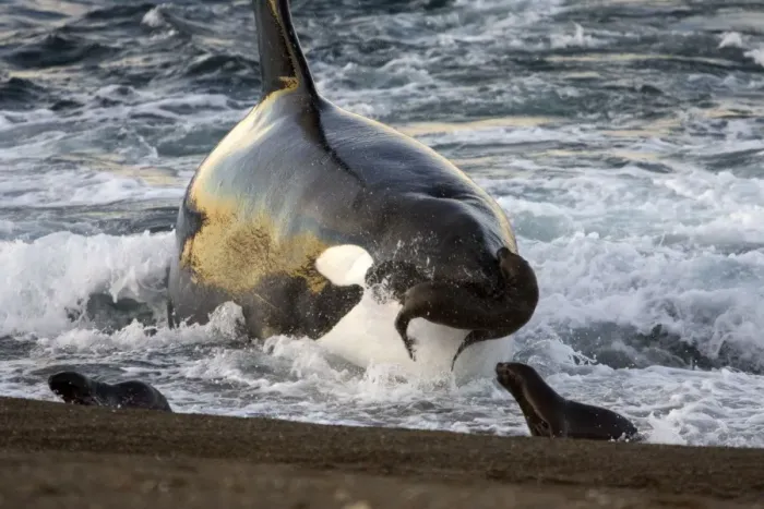 Framed Print : Killer whale / Orca - The adult male known as MEL, 45 to 50 years old when these images were taken (March 2006), hunting South American Sealion pups on a beach at Punta Norte, Valdes Peninsula, Province Chubut, Patagonia, Argentina Framed Print : Killer whale / Orca - The adult male known as MEL, 45 to 50 years old when these images were taken (March 2006), hunting South American Sealion pups on a beach at Punta Norte, Valdes Peninsula, Province Chubut, Patagonia, Argentina