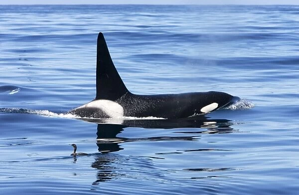 Killer whale  /  Orca - adult male - transient type. Photographed in Monterey Bay - Pacific Ocean - California - USA