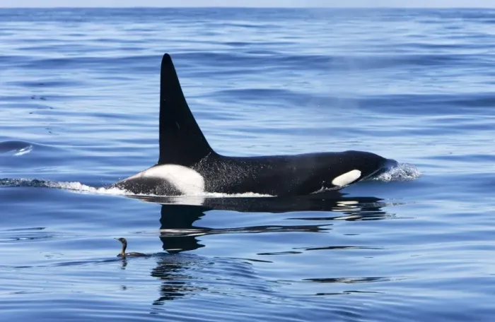 Framed Print : Killer whale / Orca - adult male - transient type. Photographed in Monterey Bay - Pacific Ocean - California - USA Framed Print : Killer whale / Orca - adult male - transient type. Photographed in Monterey Bay - Pacific Ocean - California - USA