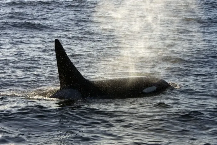 Framed Print : Killer whale  /  Orca - adult male - transient type. Photographed in Monterey Bay - Pacific Ocean - California - USA
