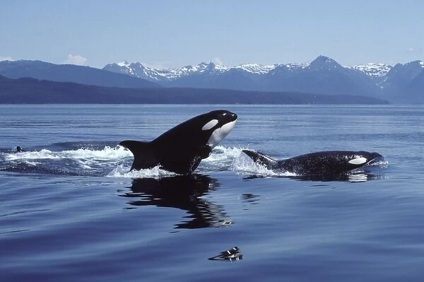 Killer whale  /  Orca - Breaching Photographed in Icy Strait, Southeast Alaska, USA