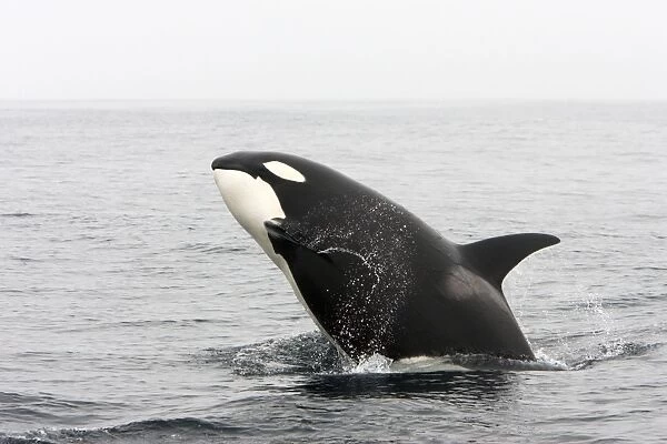 Killer whale  /  Orca - breaching - transient type. Photographed in Monterey Bay - Pacific Ocean - California - USA