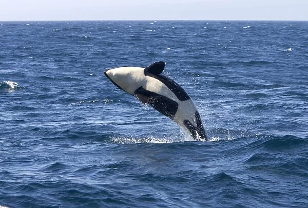 Killer whale  /  Orca - calf breaching - transient type. Photographed in Monterey Bay - Pacific Ocean - California - USA