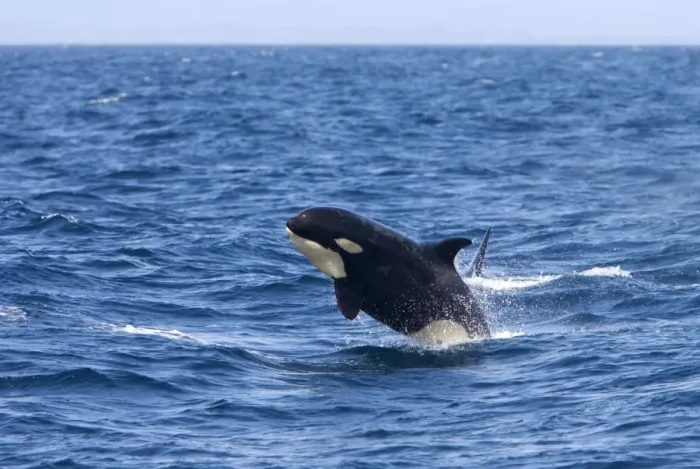 Framed Print : Killer whale / Orca - calf breaching - transient type. Photographed in Monterey Bay - Pacific Ocean - California - USA Framed Print : Killer whale / Orca - calf breaching - transient type. Photographed in Monterey Bay - Pacific Ocean - California - USA