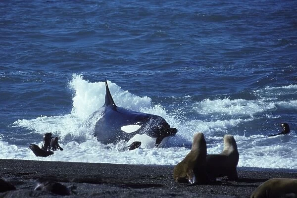 Killer whale  /  Orca - Hunting South American Sealion pups Photographed at Punta Norte, Valdes Peninsula, Patagonia, Argentina