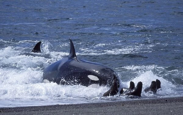Killer whale  /  Orca - Hunting South American sealion pups. Punta Norte, Valdes Peninsula, Patagonia, Argentina