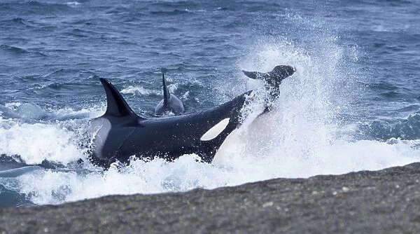 Killer whale  /  Orca - Hunting South American sealion pups. Punta Norte, Valdes Peninsula, Patagonia, Argentina