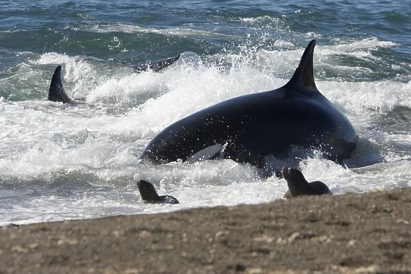 Killer whale  /  Orca - Hunting South American sea lion pups on a beach at Punta Norte, Valdes Peninsula, Province Chubut, Patagonia, Argentina