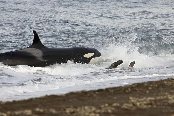 Killer whale  /  Orca - Hunting South American sea lion pups on a beach at Punta Norte, Valdes Peninsula, Province Chubut, Patagonia, Argentina