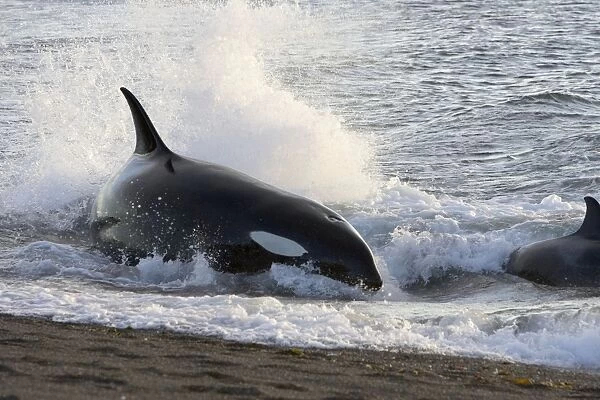 Killer whale  /  Orca Hunting South American sea lion pups in the surf at Punta Norte, Valdes Peninsula, Province Chubut, Patagonia, Argentina