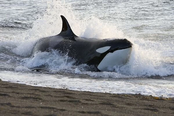Killer whale  /  Orca - Hunting South American sea lion pups in the surf at Punta Norte, Valdes Peninsula, Province Chubut, Patagonia, Argentina