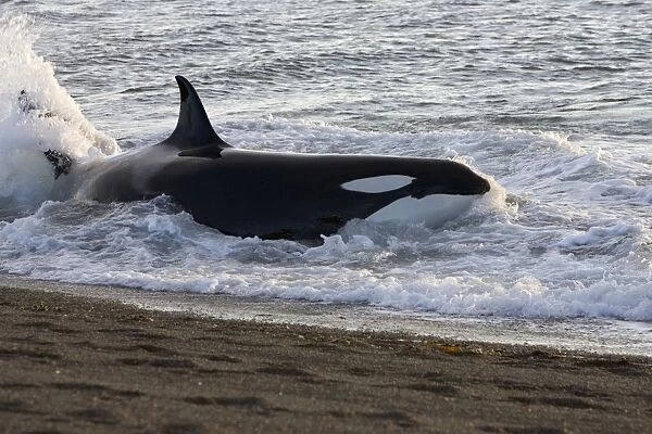 Killer whale  /  Orca - Hunting South American sea lion pups in the surf at Punta Norte, Valdes Peninsula, Province Chubut, Patagonia, Argentina