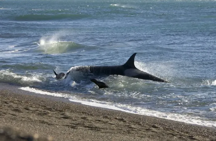 Framed Print : Killer whale / Orca - Hunting South American sea lion pups in the surf at Punta Norte, Valdes Peninsula, Province Chubut, Patagonia, Argentina Framed Print : Killer whale / Orca - Hunting South American sea lion pups in the surf at Punta Norte, Valdes Peninsula, Province Chubut, Patagonia, Argentina